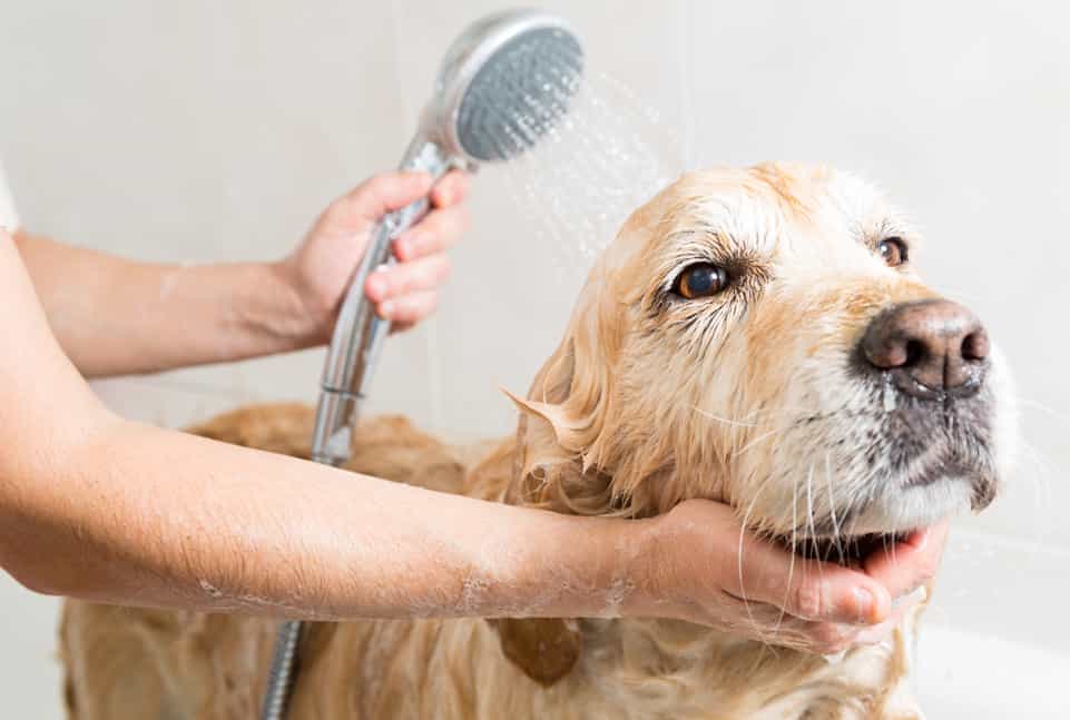 Tắm rửa cho chó