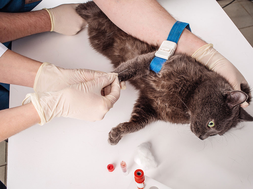 Tiêm vaccine cho mèo 