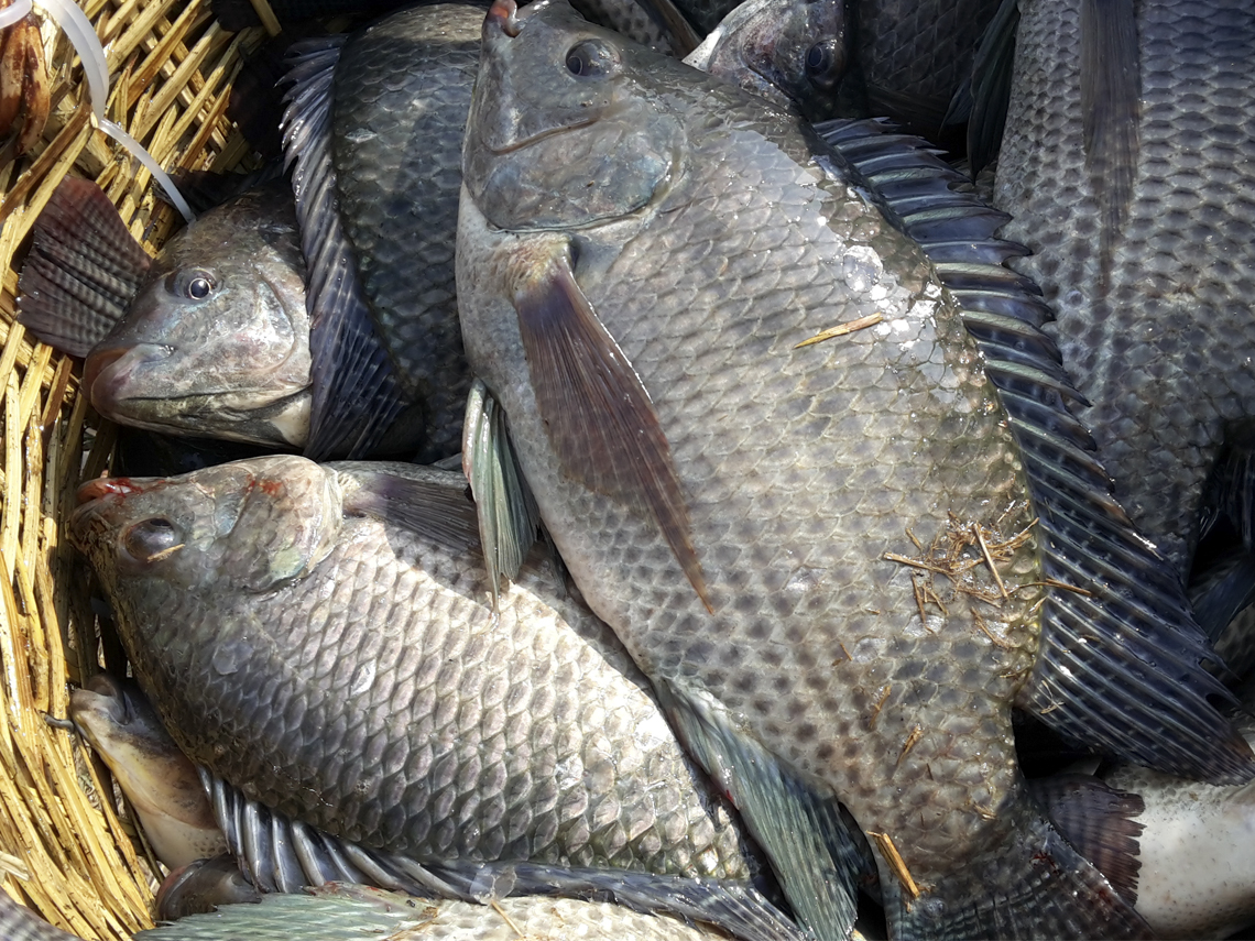Mô hình nuôi cá rô phi Philipines mang lại thu nhập khủng