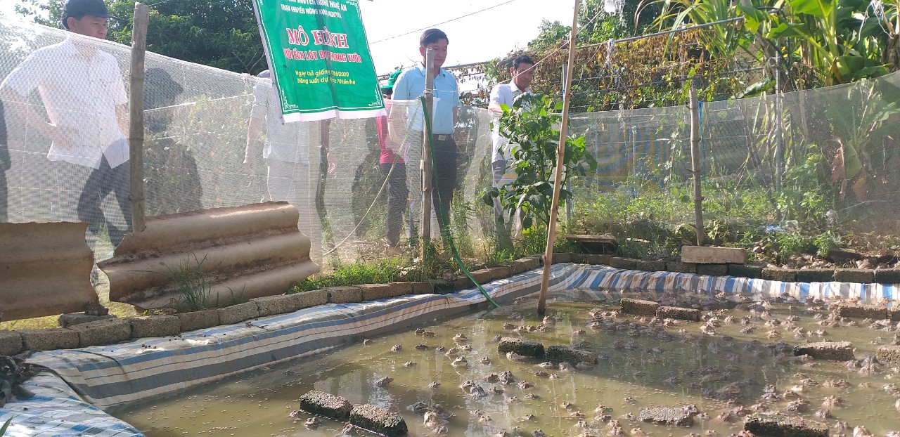 Trung tâm Khuyến nông tỉnh Vĩnh Long cho xây dựng mô hình nuôi ếch